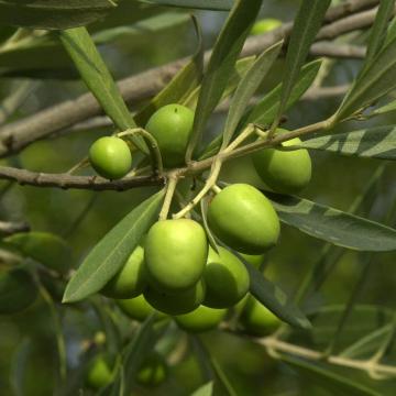 Olea europaea