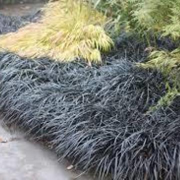 Ophiopogon planiscapus 'Nigresens'
