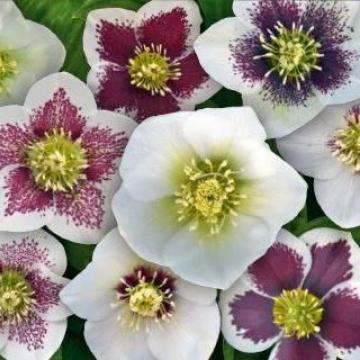 Helleborus or. magic 'White'