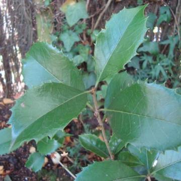 Osmanthus aquifolium (x fortunei) Osmanthus aquifolium (x fortunei)
