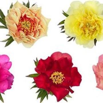 Paeonia itoh mix