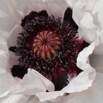 Papaver orientale 'Royal Wedding'