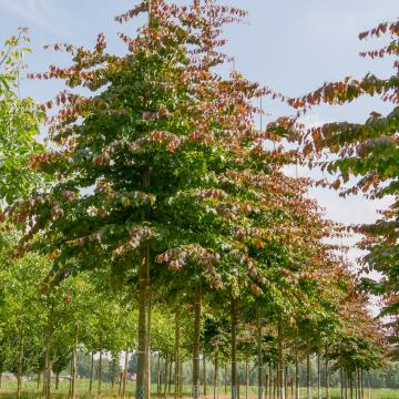 Parrotia persica