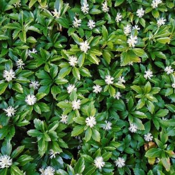 Pachysandra terminalis Pachysandra terminalis