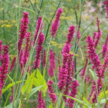 Pesicaria amplexicaulis 'Flamingo Feathers'