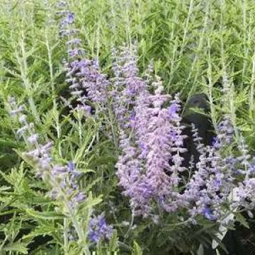 Perovskia 'Lacey Blue'