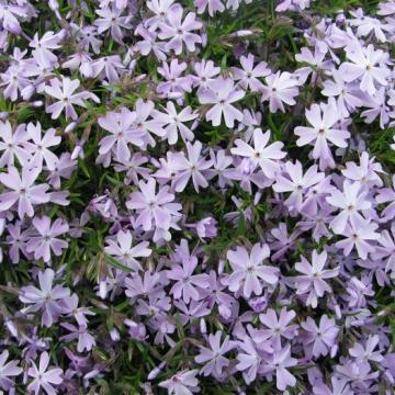 Phlox divaricata 'Clouds Of Perfume' Phlox divaricata 'Clouds Of Perfume'