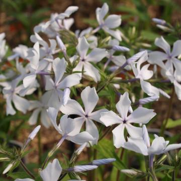 Phlox divaricata 'White Perfume' Phlox divaricata 'White Perfume'