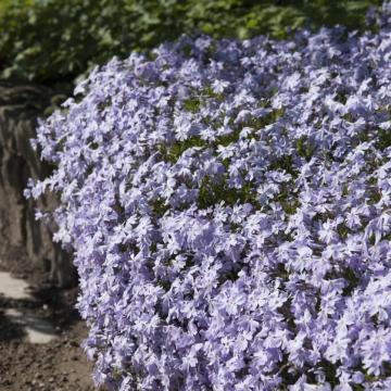 Phlox subulata 'Emerald Cushion Blue' Phlox subulata 'Emerald Cushion Blue'