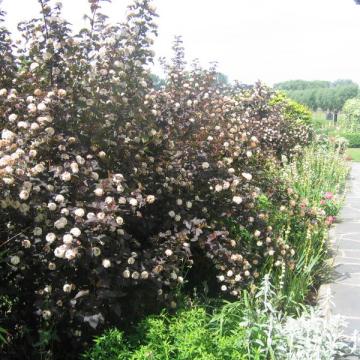 Physocarpus opulifolius 'Diabolo' ®