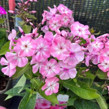 Phlox paniculata 'Famous Pink Eye'