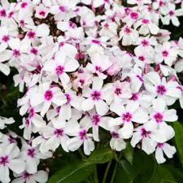 Phlox paniculata 'Famous White Eye'