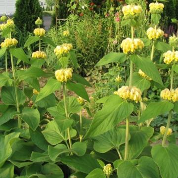 Phlomis russeliana