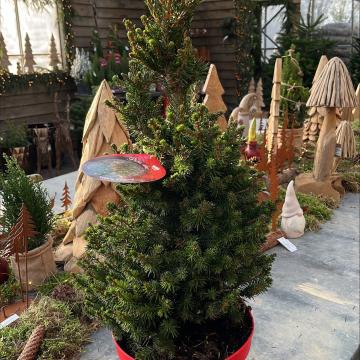 Picea abies 'Will's Zwerg'