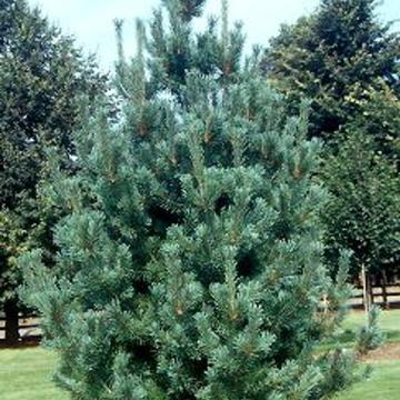Pinus flexilis 'Vanderwolfs Pyramid'