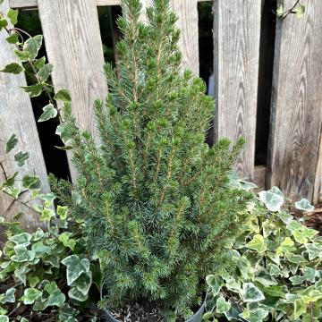 Picea glauca 'Conica'