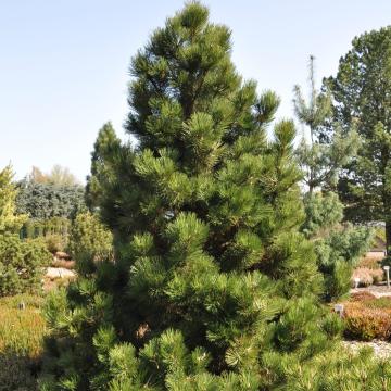 Pinus leucodermis 'Malinki'
