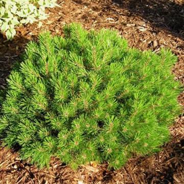 Pinus mugo 'Mops' (=Mughus)