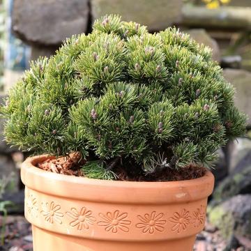 Pinus mugo 'Picobello'