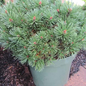 Pinus mugo 'Pumuckel'