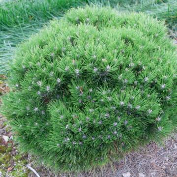 Pinus nigra 'Marie Bregeon'