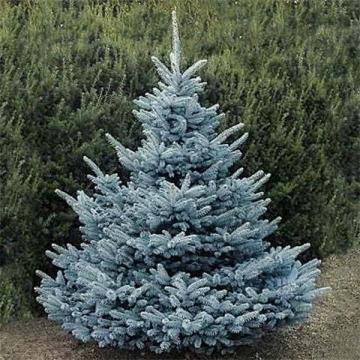 Picea pungens 'Blue Diamond'