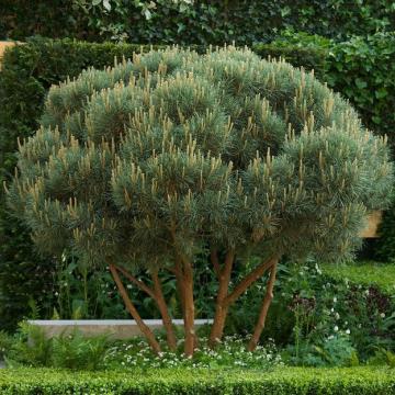 Pinus sylvestris 'Watereri'