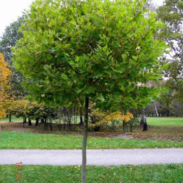 Platanus acerifolia 'Alphen's Globe'