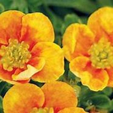 Potentilla fruticosa 'Mango Tango'