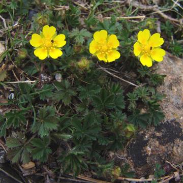 Potentilla neumanniana 
