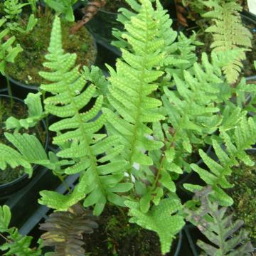 Polypodium vulgare Polypodium vulgare