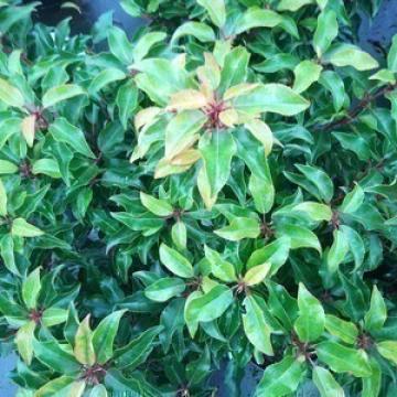 Prunus lusitanica 'Brenelia' ®