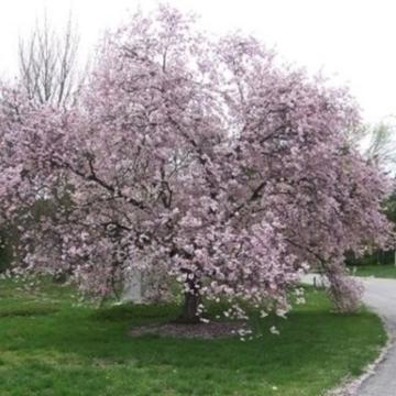 Prunus subhirtella 'Autumnalis'