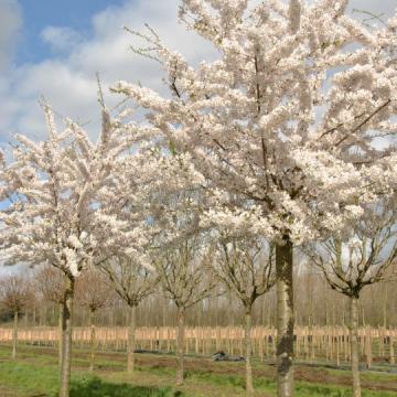 Prunus x yedoensis