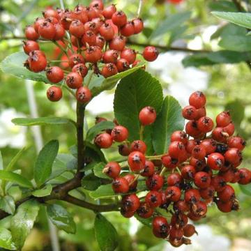 Pyracantha coccinea 'Red Column'