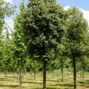 Quercus ilex