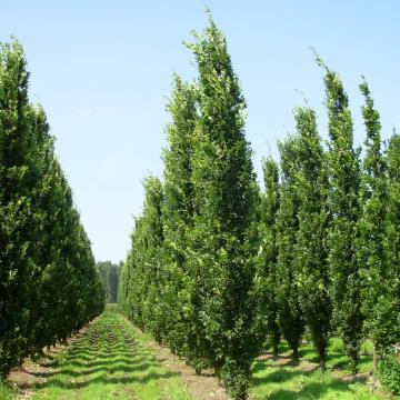 Quercus robur 'Fastigiata Koster'