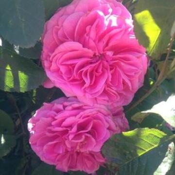 Rosa 'Gertrude Jeykll'
