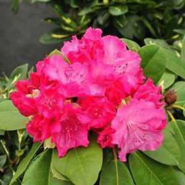 Rhododendron (t) 'Germania '