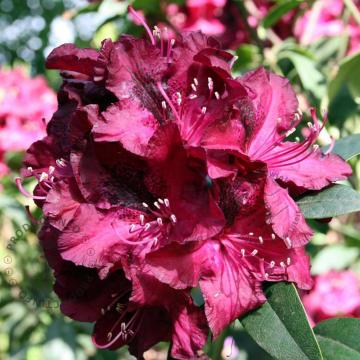 Rhododendron 'Marie Forte'