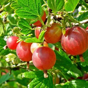 Ribes uva crispa 'Captivator'