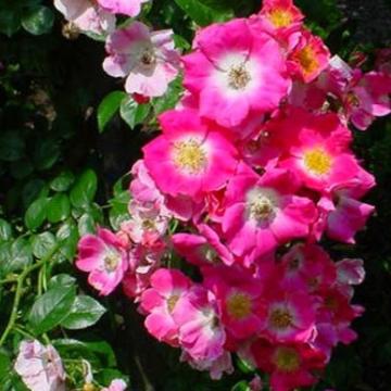 Rosa 'American Pillar'