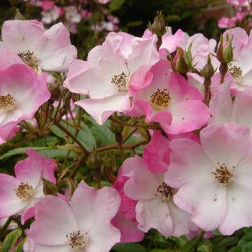 Rosa 'Ballerina'