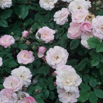 Rosa 'Blush Noisette'