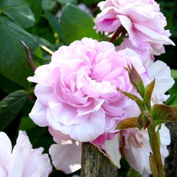Rosa 'Fantin Latour'