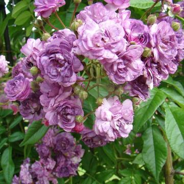 Rosa 'Marie Viaud'