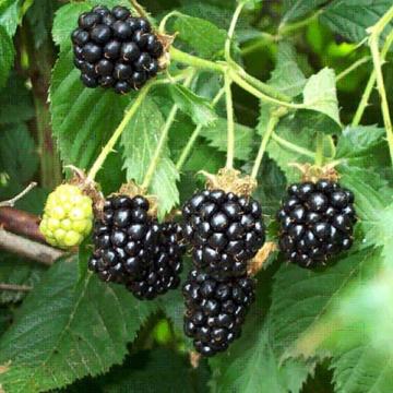 Rubus fruticosus 'Black Satin'