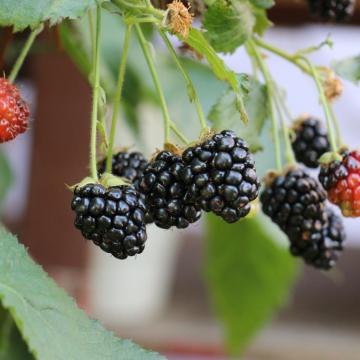 Rubus fruticosus 'Little Black Prince'