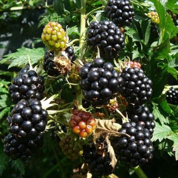 Rubus fruticosus 'Thornless Evergreen'