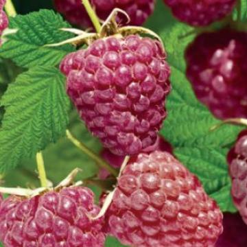 Rubus idaeus x occ. 'Autumn Passion'